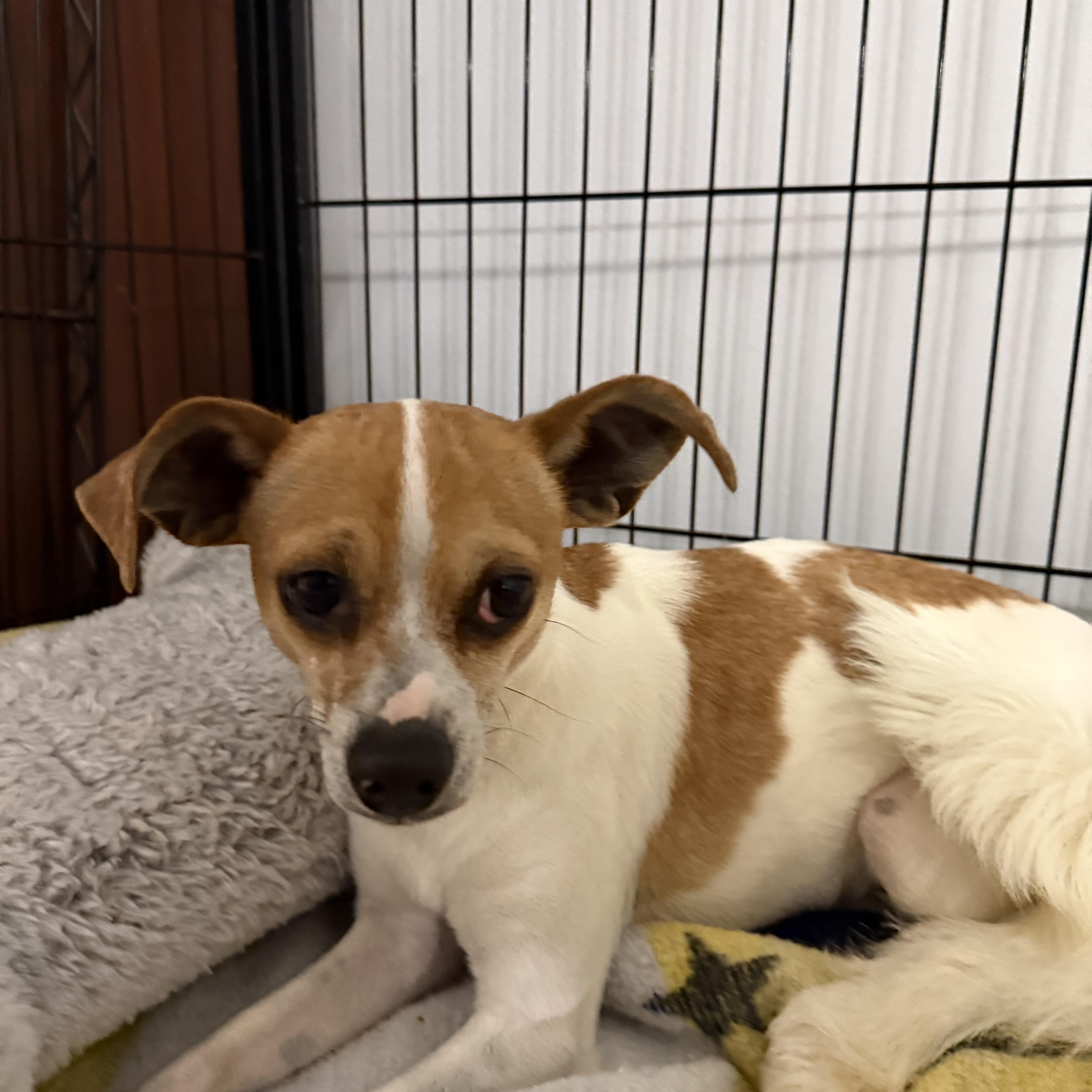 Daffodil thumbnail 4