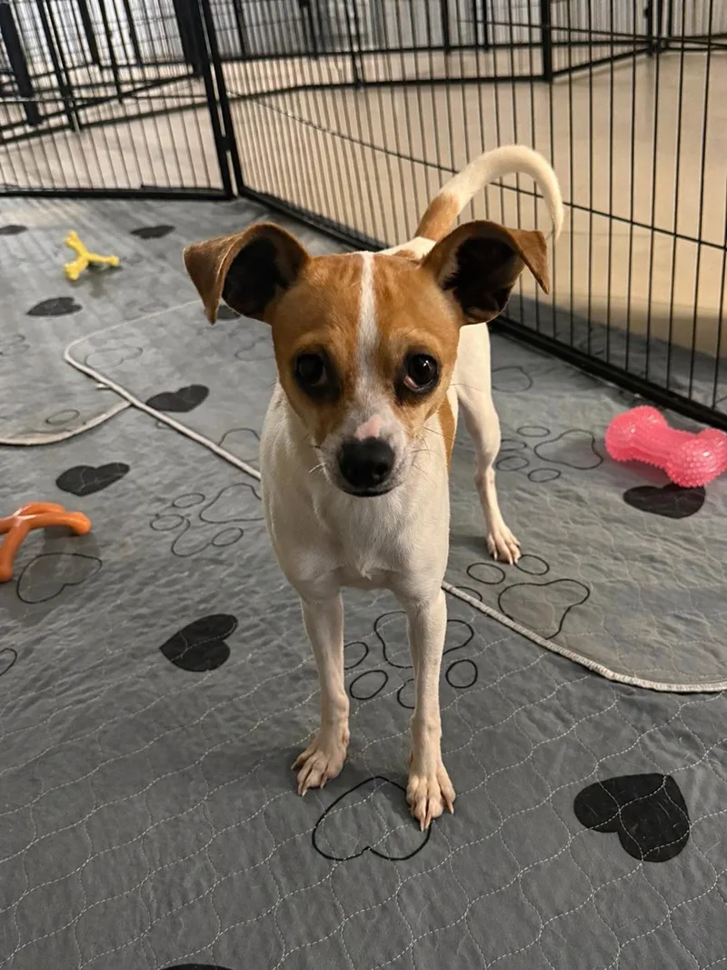 A young small-sized female Red / Chestnut / Orange Parson Russell Terrier dog named Daffodil for adoption in Kings Mountain, NC
