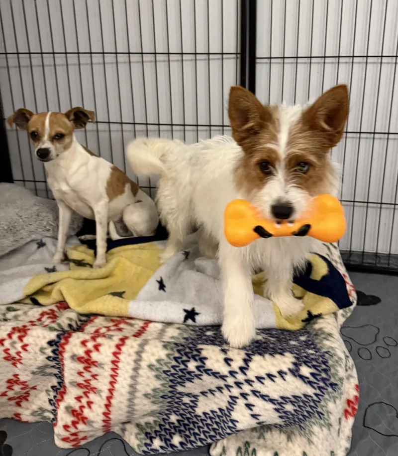 Daffodil thumbnail 5