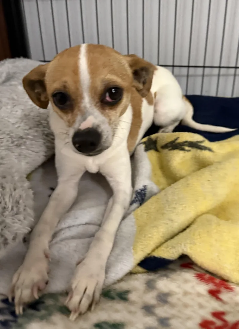 Daffodil thumbnail 6