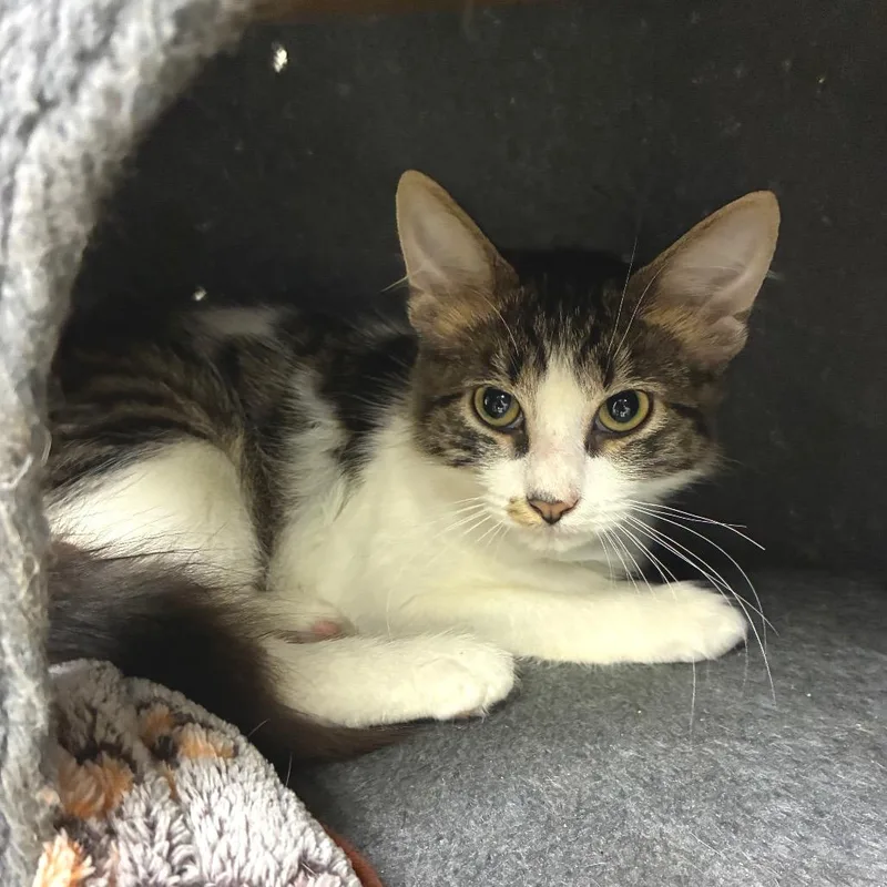 A baby medium-sized male Domestic Medium Hair cat named Dubois for adoption in Brownsboro, AL