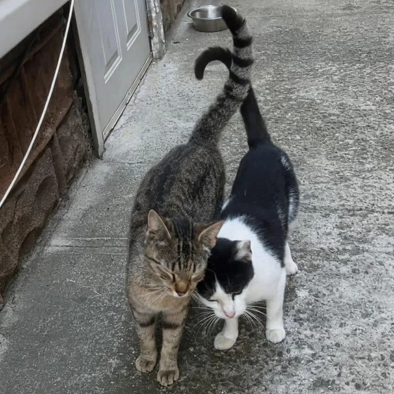 An adult small-sized female Tuxedo cat named Missy & Minnie for adoption in New York, NY