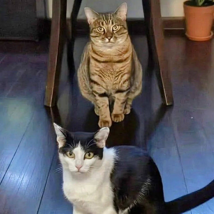 Missy & Minnie thumbnail 3