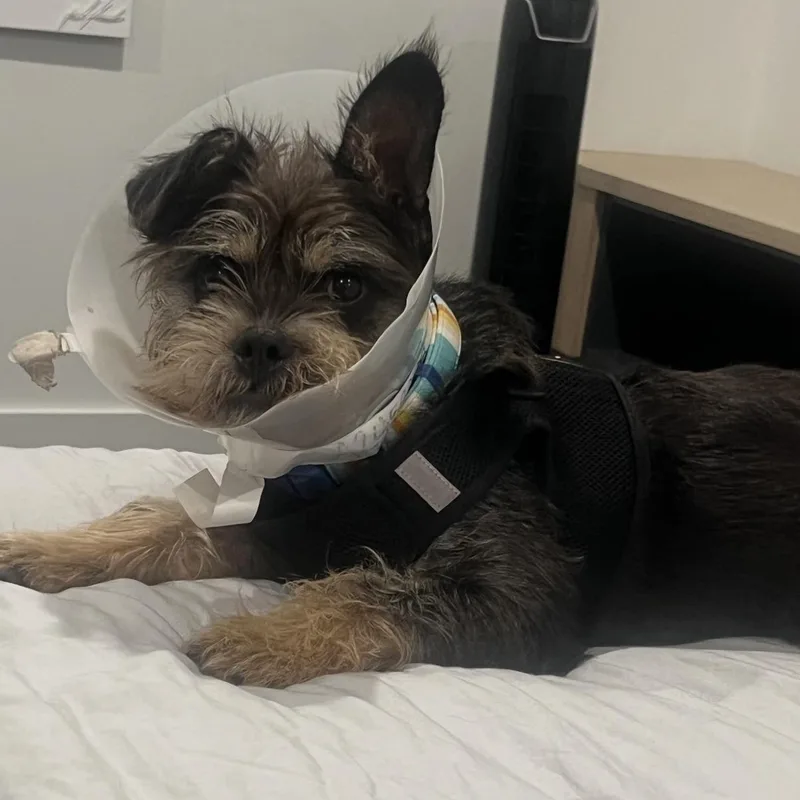 Mendy The Ewok thumbnail 2