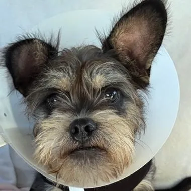 Mendy The Ewok thumbnail 3