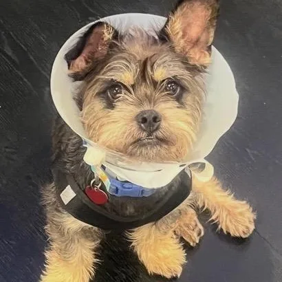 Mendy The Ewok thumbnail 4