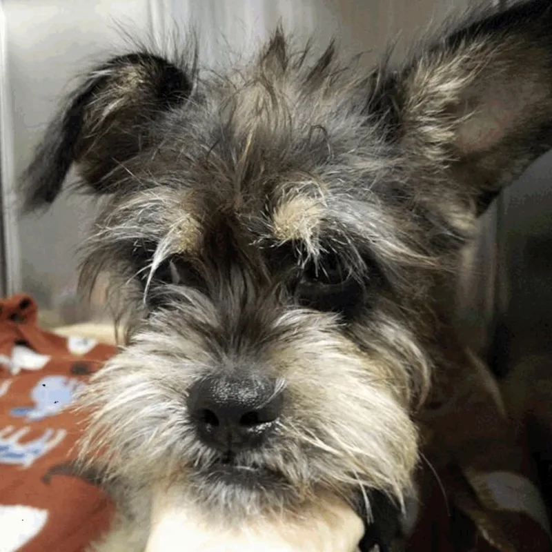 Mendy The Ewok thumbnail 5