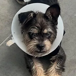 Mendy The Ewok thumbnail 6