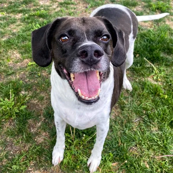A senior medium-sized male Pointer dog named Jasper for adoption in Des Moines, IA