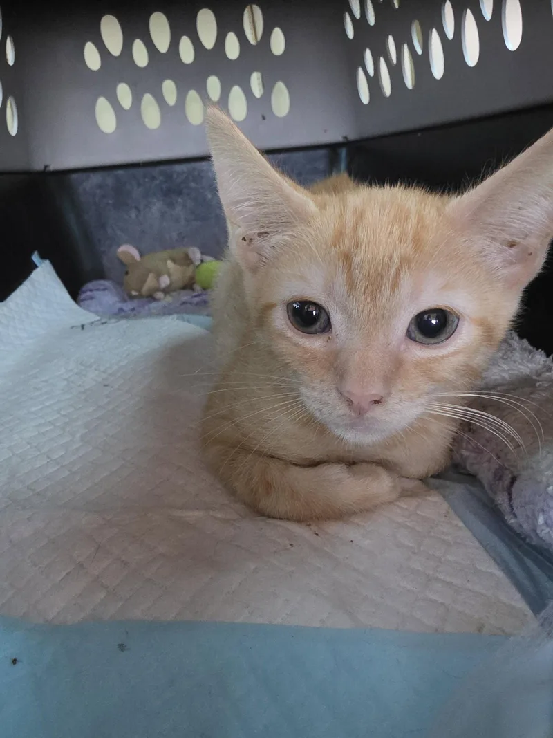 A young medium-sized female Tabby (Orange / Red) Tabby cat named Puddles for adoption in Orlando, FL