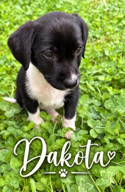 A young medium-sized male Flat-Coated Retriever dog named Dakota for adoption in Midway, UT