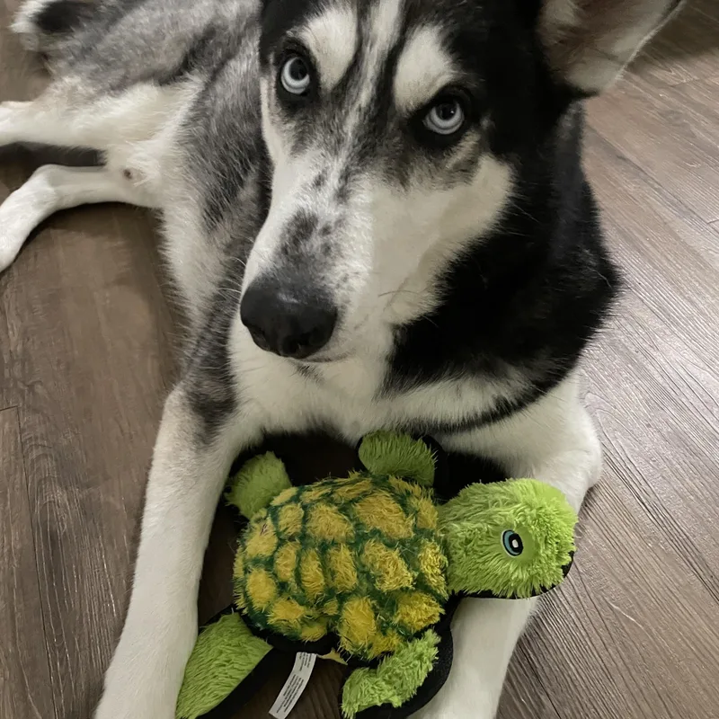 An adult medium-sized male Black Siberian Husky dog named Loki for adoption in Menifee, CA