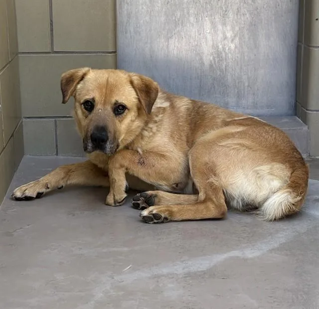 An adult large-sized male Anatolian Shepherd dog named Danny for adoption in Riverside, CA