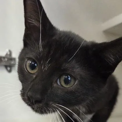 A baby small-sized female Domestic Short Hair cat named Rd for adoption in Voorhees, NJ