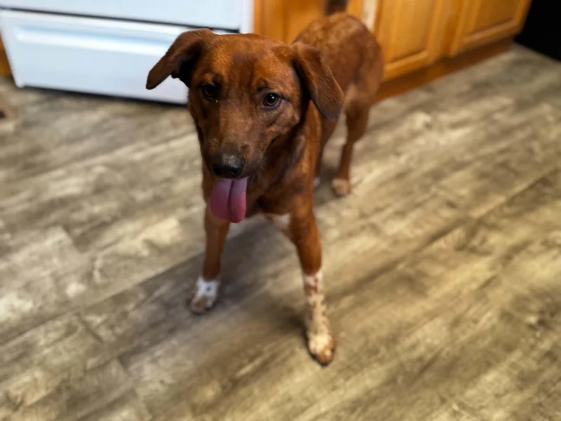 A young medium-sized female Red / Chestnut / Orange Australian Cattle Dog / Blue Heeler dog named Willow for adoption in Bend, OR