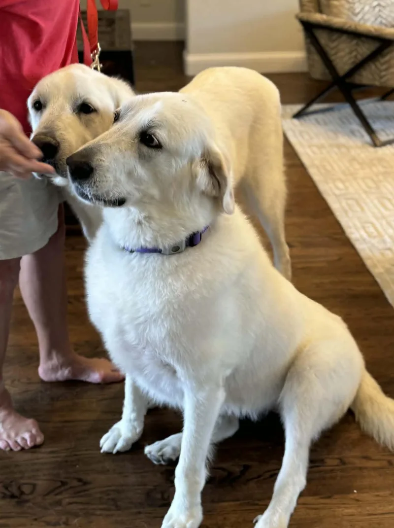 An adult extra large-sized female Great Pyrenees dog named Mazzy for adoption in Allen, TX