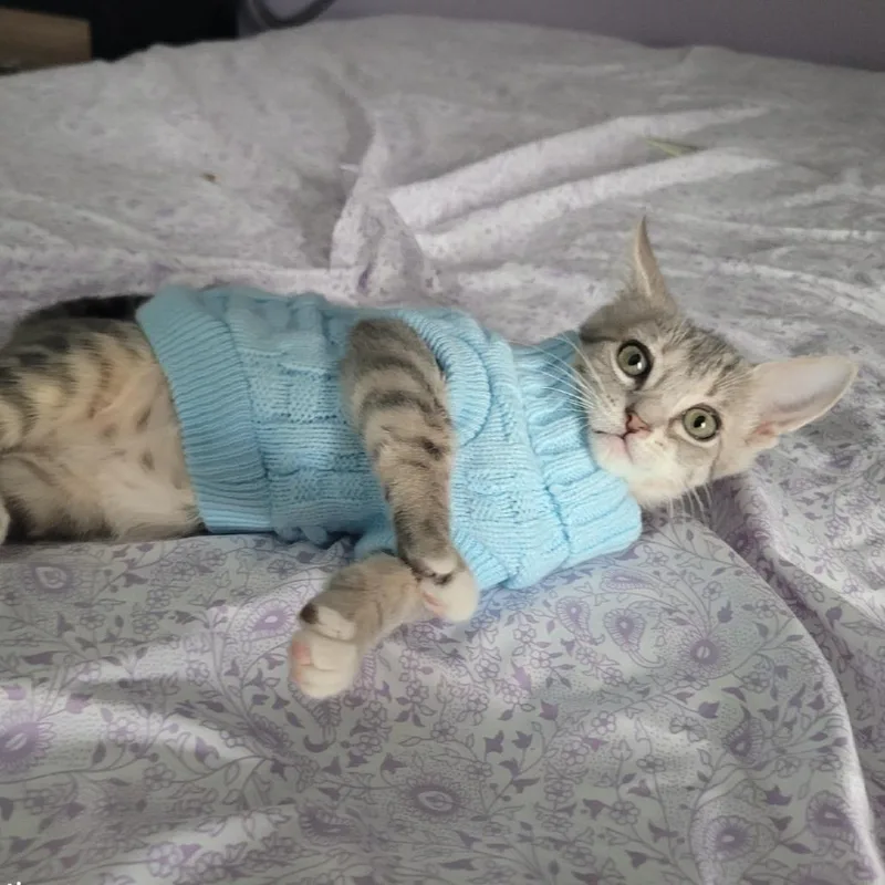A baby small-sized male Gray / Blue / Silver Domestic Short Hair cat named Bean for adoption in Englewood, FL
