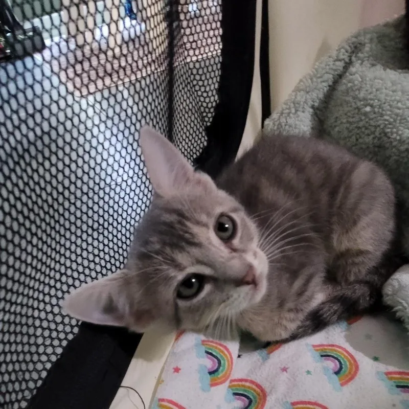 Bean thumbnail 3