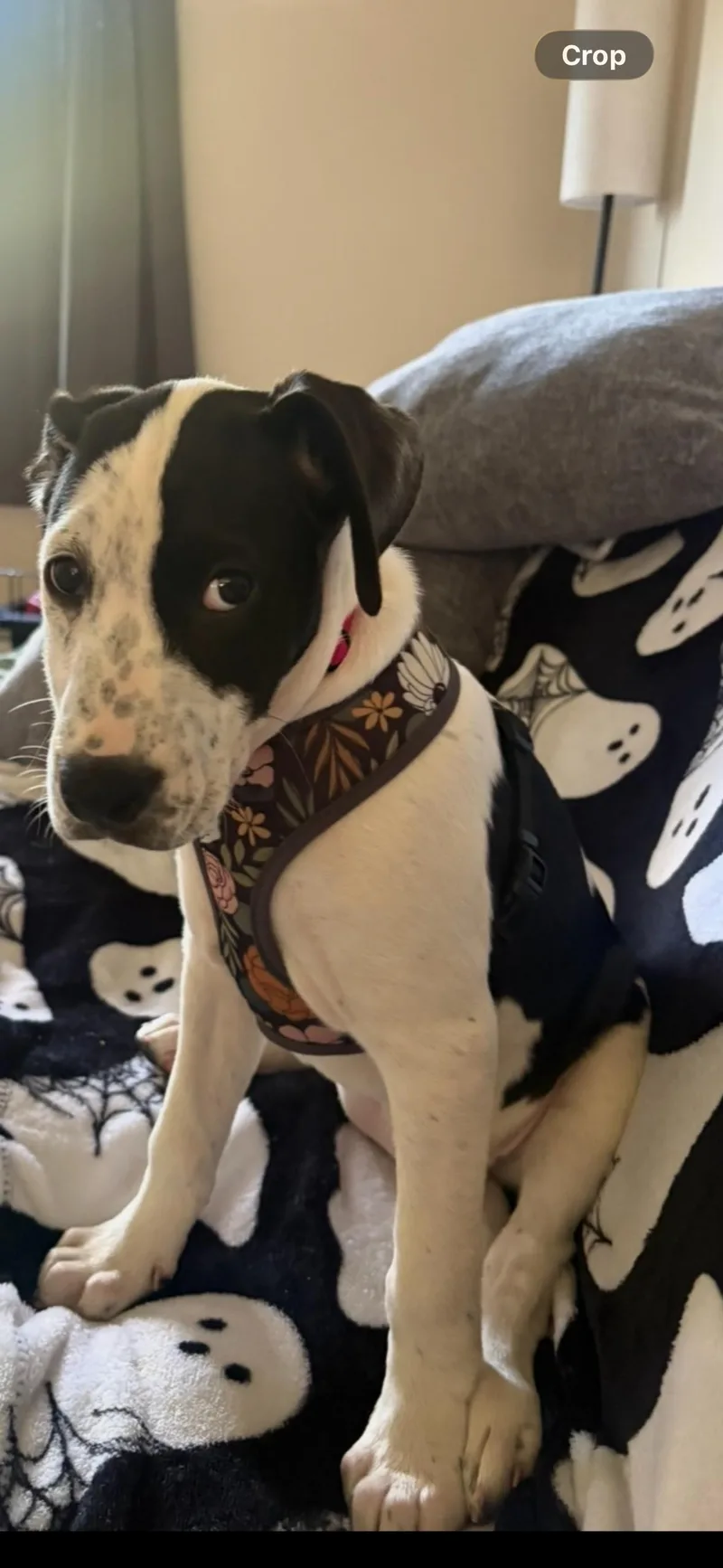 A baby medium-sized female Black Mixed Breed dog named Sassy for adoption in East Haddam, CT