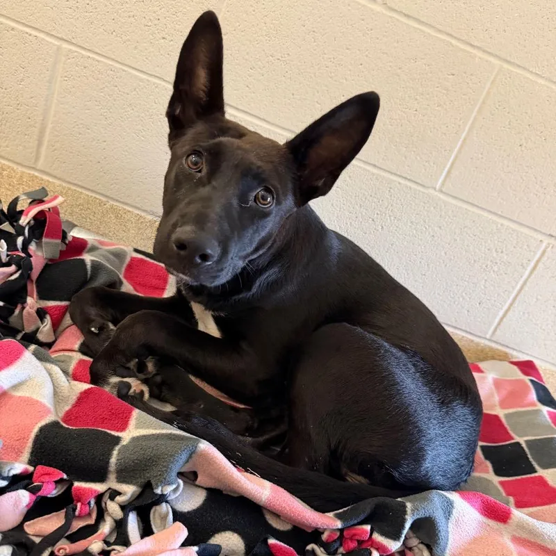 A young medium-sized male Shepherd dog named Jig for adoption in Bristol, IN