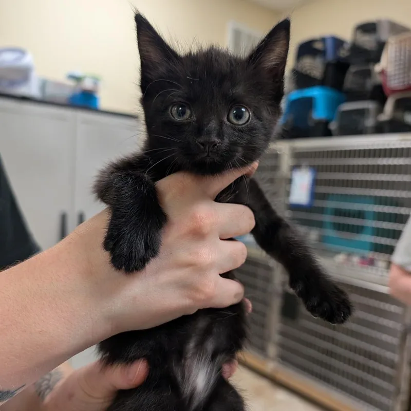 A baby small-sized female Black Domestic Short Hair cat named Nice for adoption in Titusville, FL