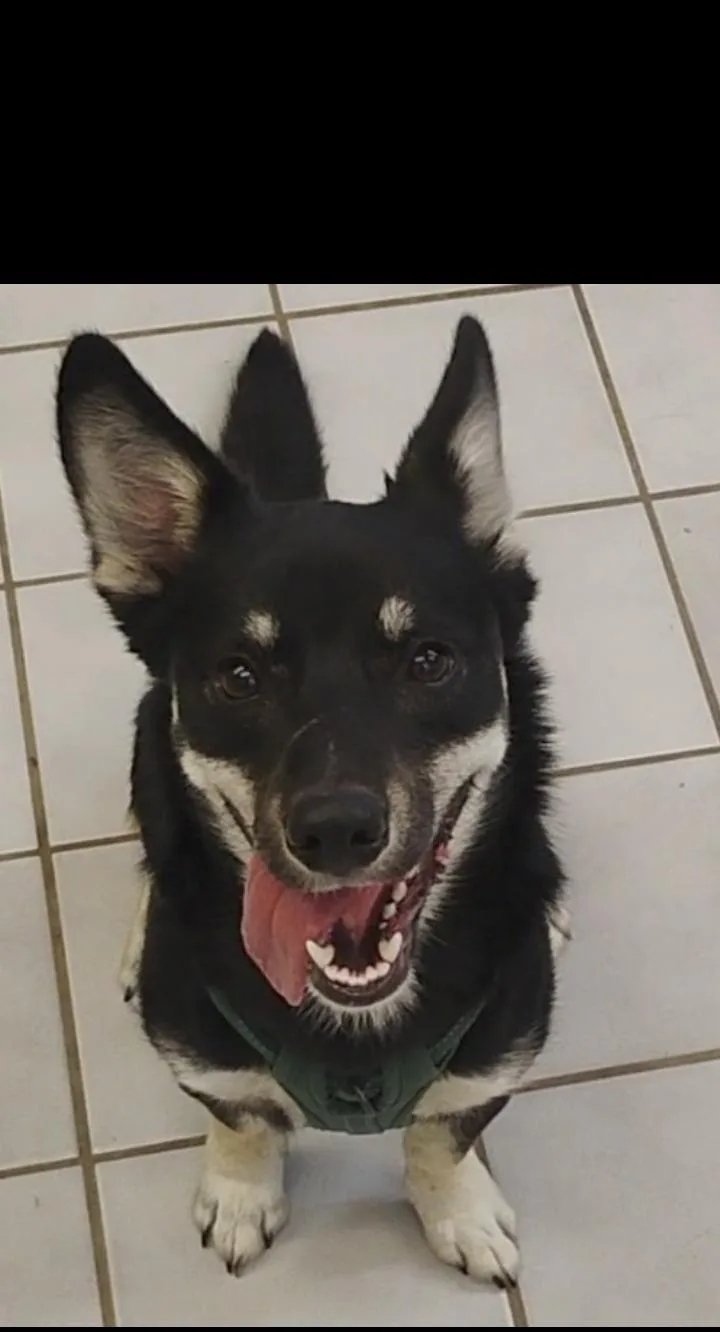A young large-sized female Black Husky dog named Pepper for adoption in Saint Jo, TX