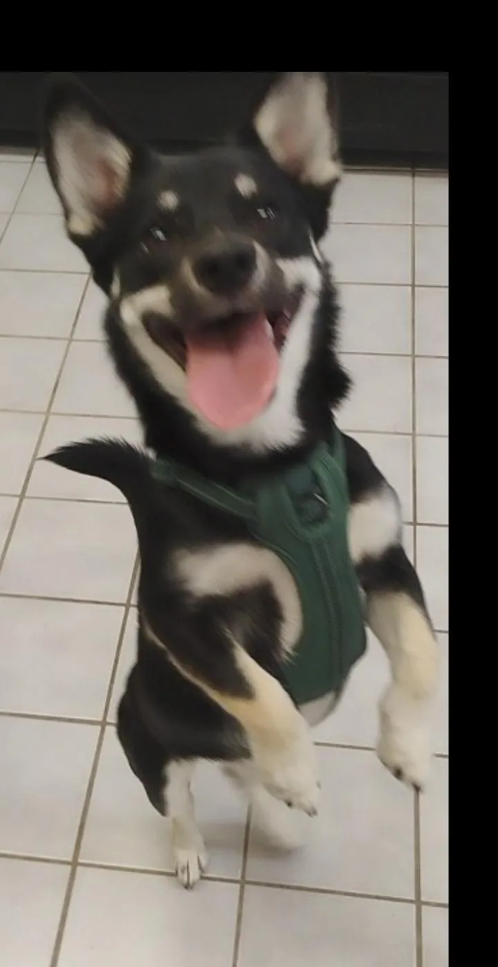 Pepper thumbnail 2