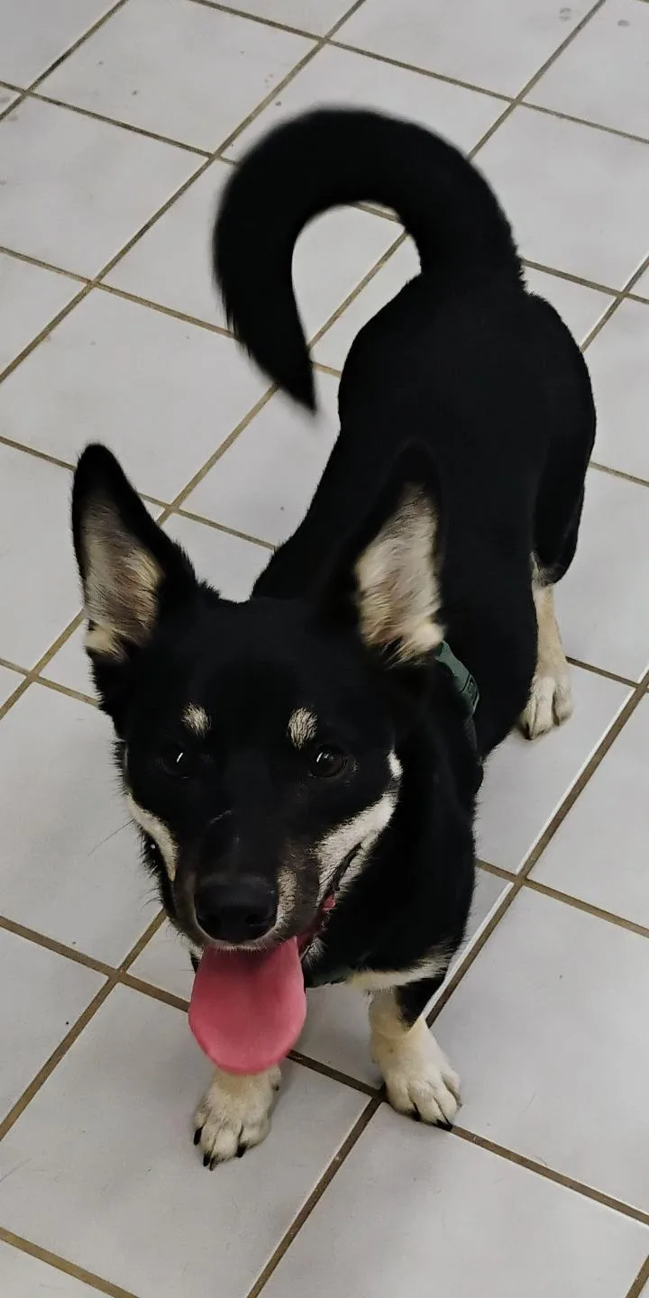 Pepper thumbnail 3