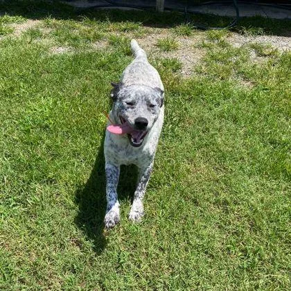 An adult large-sized male Cattle Dog dog named Hoot for adoption in Westland, MI