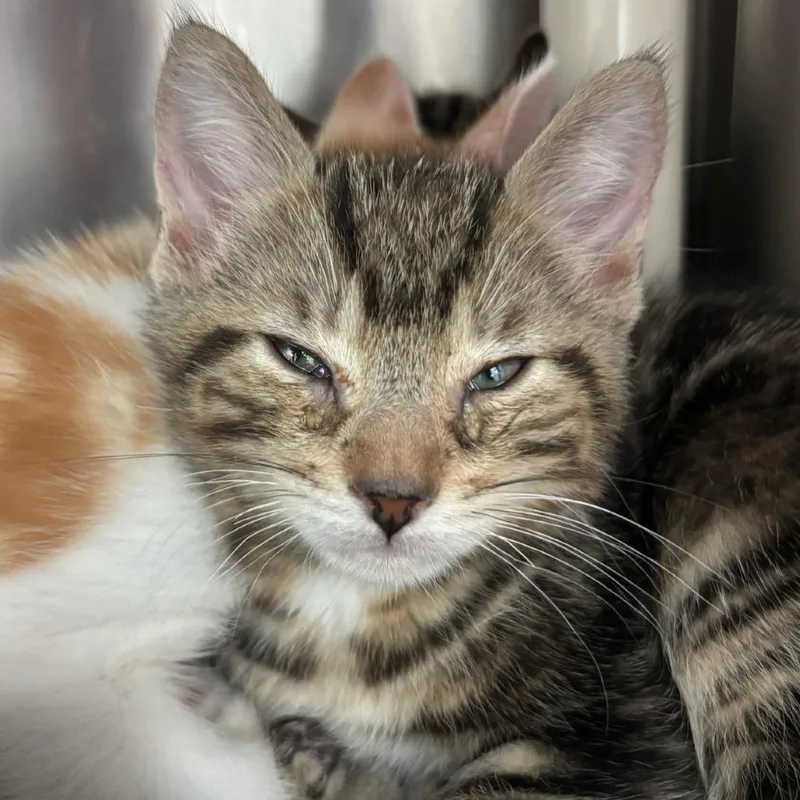 A baby small-sized male Brown / Chocolate Domestic Short Hair cat named Powdered Sugar for adoption in Middletown, RI