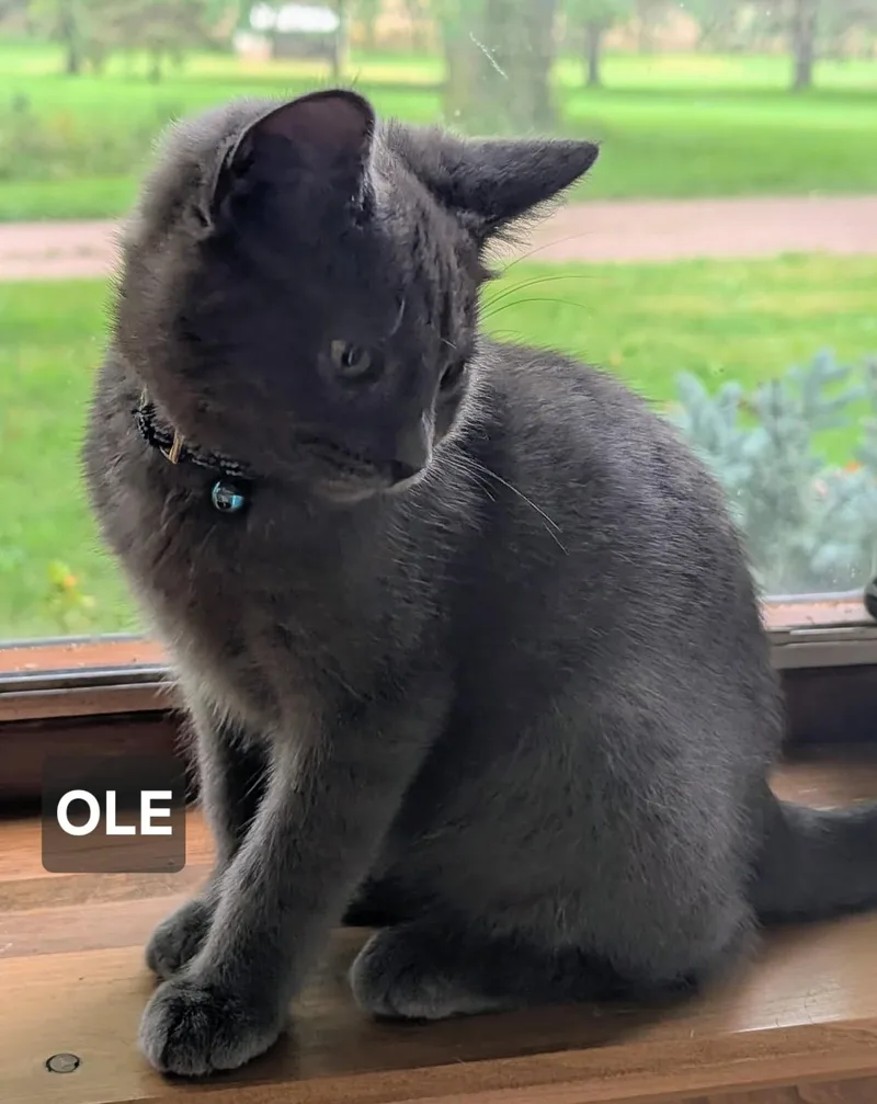 A young medium-sized male Russian Blue cat named Ole for adoption in Windom, MN