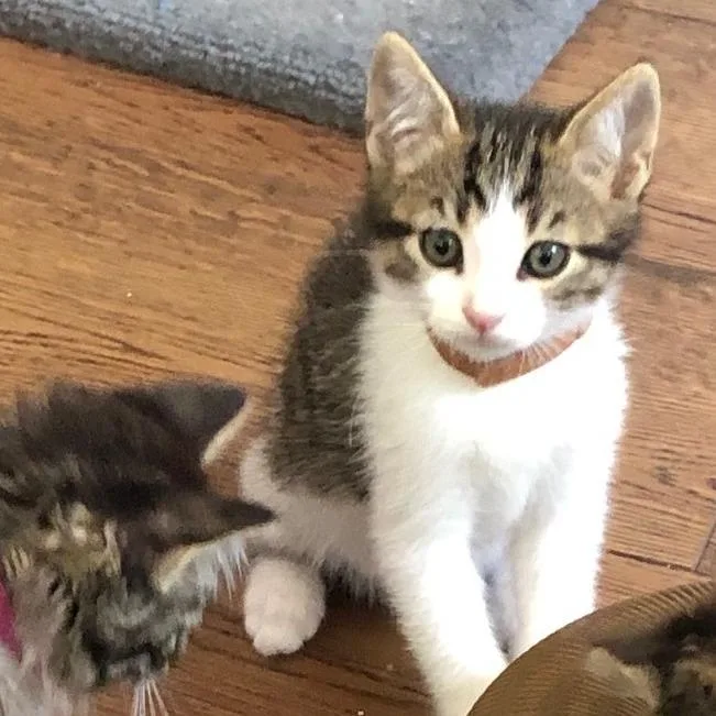 A baby small-sized male Brown / Chocolate Domestic Short Hair cat named Bobbie for adoption in Santa Rosa, CA