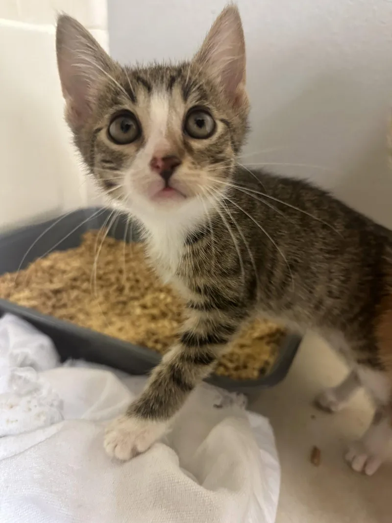 A baby medium-sized female Domestic Short Hair cat named Dorathy Anne for adoption in Orlando, FL
