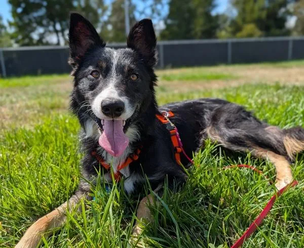 A young medium-sized male Border Collie dog named Skydive for adoption in Santa Rosa, CA