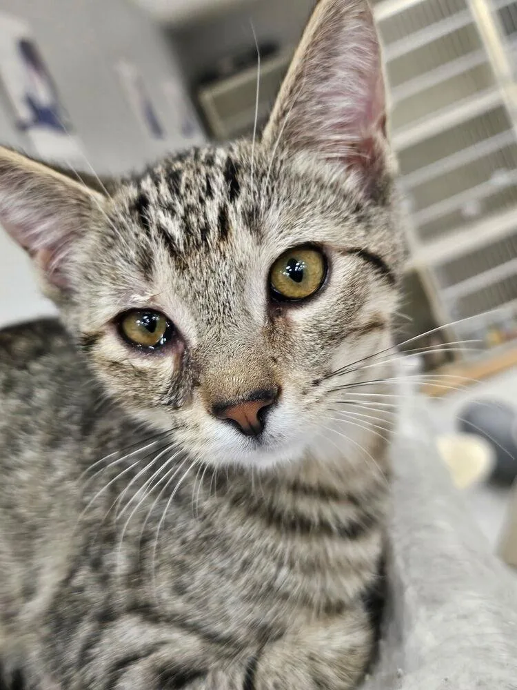 A baby small-sized female Domestic Short Hair cat named Bramble for adoption in Aurora, CO