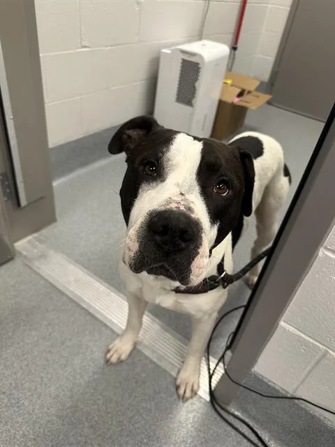 An adult large-sized male American Bulldog dog named Bear for adoption in Indianapolis, IN