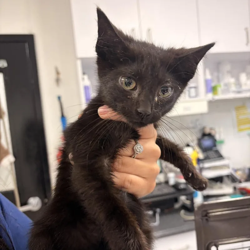 A baby small-sized female Black Domestic Short Hair cat named Emilia for adoption in Newark, NJ