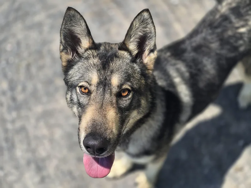 An adult medium-sized male Brown / Chocolate German Shepherd Dog dog named Ghost for adoption in Maynardville, TN