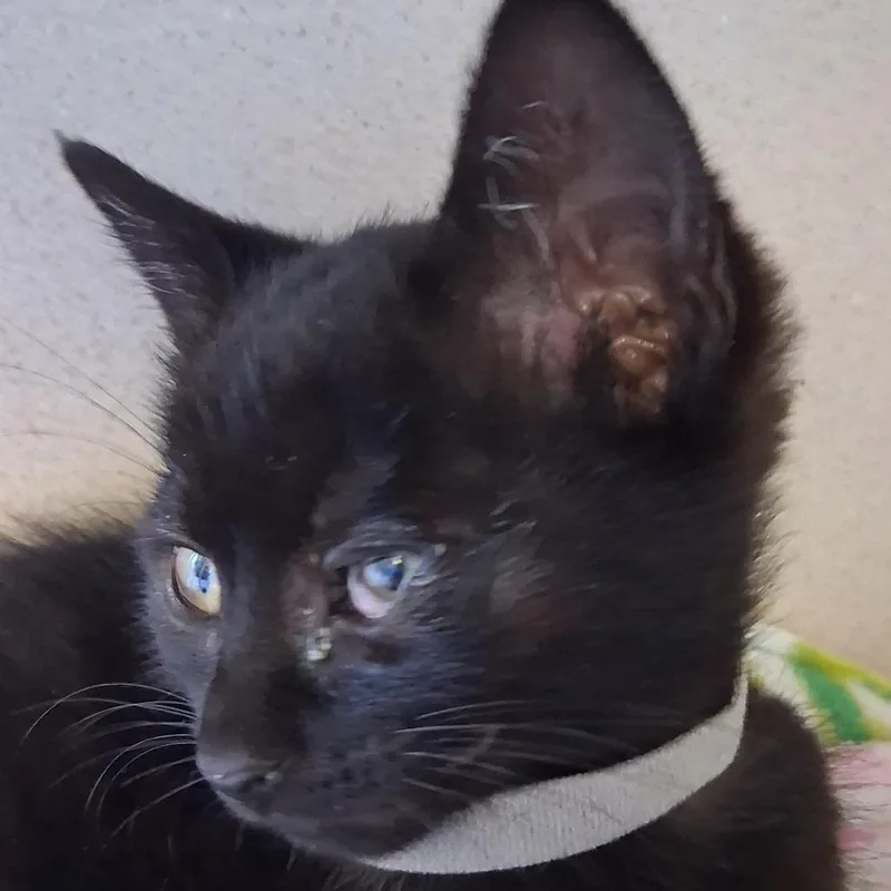 A baby small-sized female Black Domestic Short Hair cat named Eclipse for adoption in Redwood City, CA