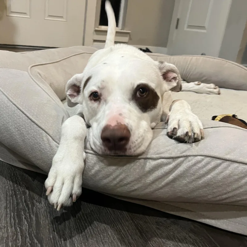 Honey Comb thumbnail 3