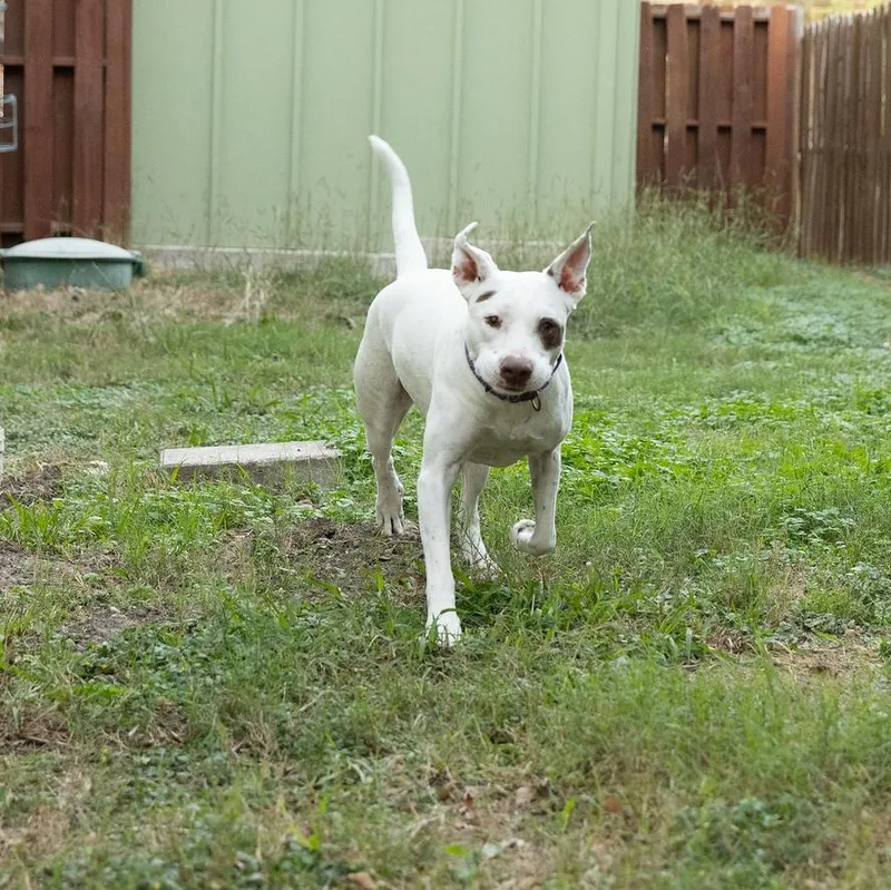 Honey Comb thumbnail 6