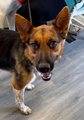 An adult medium-sized female Australian Shepherd dog named August for adoption in West Memphis, AR