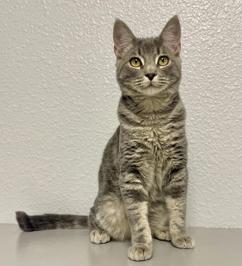 A baby small-sized male Gray / Blue / Silver Domestic Short Hair cat named Andre for adoption in Jamestown, CA