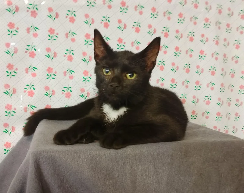 A baby medium-sized male Black Domestic Short Hair cat named Burnt Biscuit for adoption in Thorofare, NJ