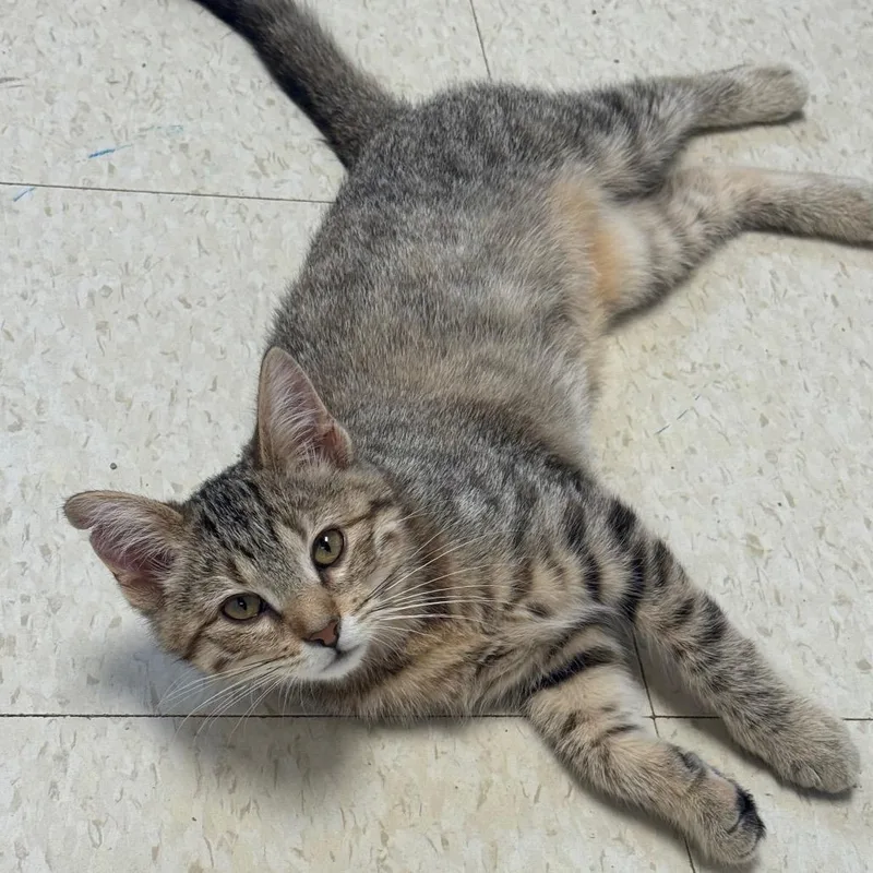 A young small-sized female Torbie Domestic Short Hair cat named Nugget for adoption in Milford, IA