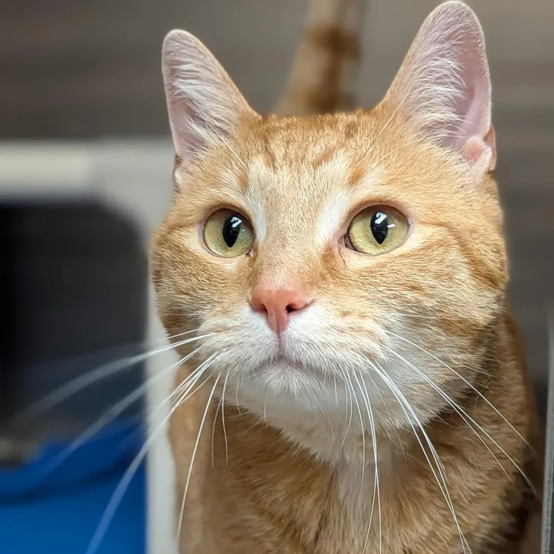 A senior large-sized female Orange / Red Domestic Short Hair cat named Shadow for adoption in Milan, IL