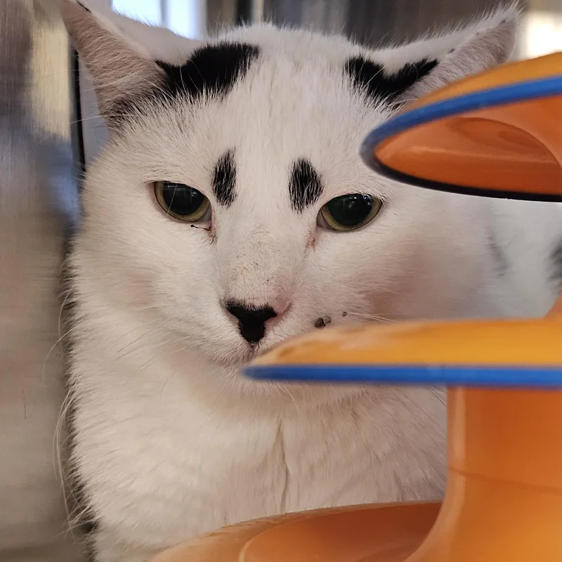 An adult medium-sized male White Domestic Short Hair cat named Declan for adoption in Stratford, CT