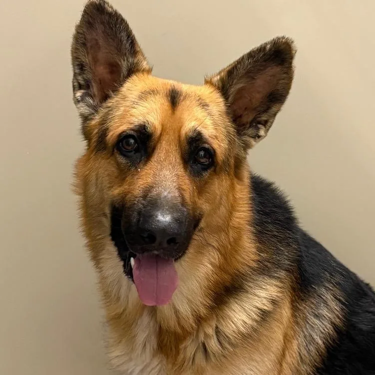 An adult large-sized male Yellow / Tan / Blond / Fawn Mixed Breed dog named Ivan for adoption in West Olive, MI