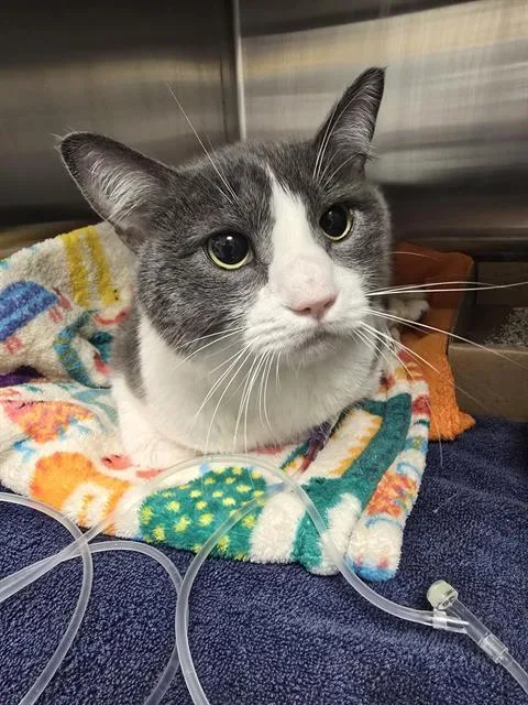 An adult medium-sized male Domestic Short Hair cat named Bender for adoption in Albuquerque, NM