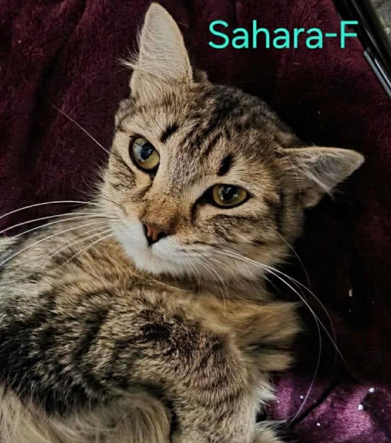 Sahara